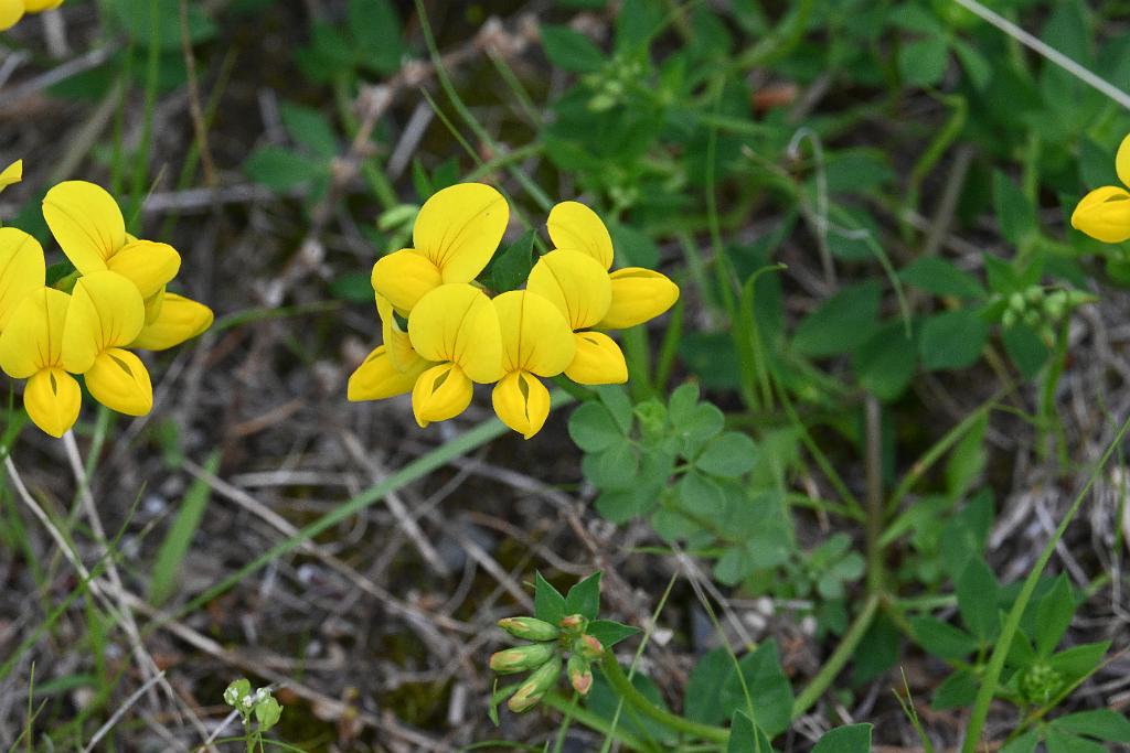 2025-06098882 Pointe Rok Neighborhood, MA.JPG - Birds-foot Trefoil. Pointe Rok Neighborhood, MA, 6-9-2025